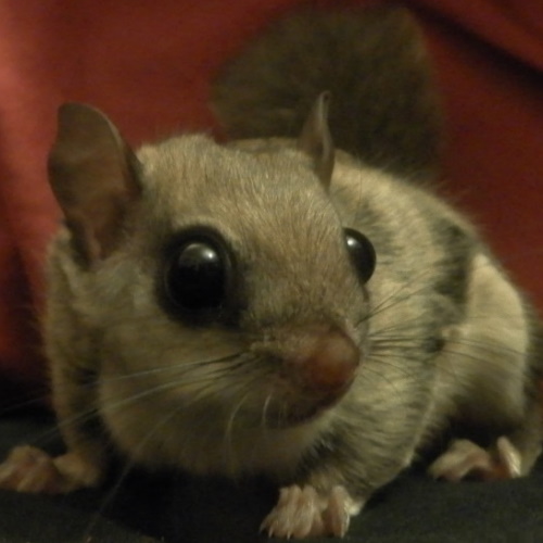 Dwarf mouse hot sale pet