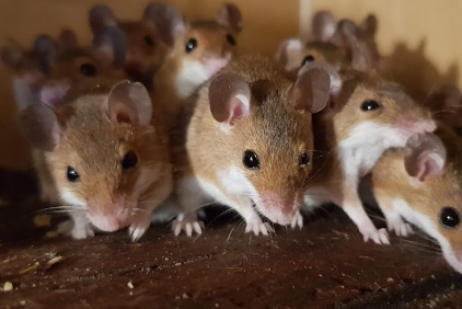 African Pygmy Mice