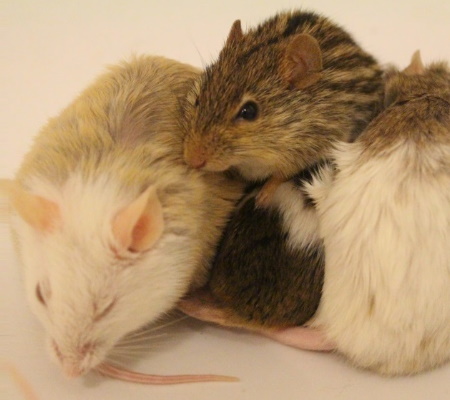 Zebra mouse and Multimammates
