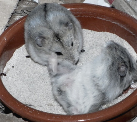 Hamsters in sand bath