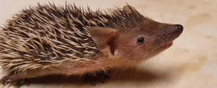 Tenrec