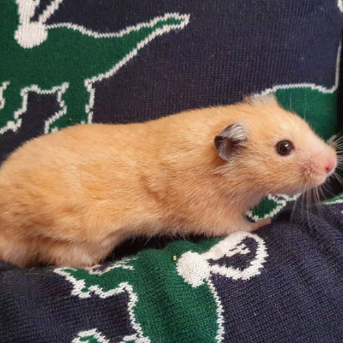 Coco, syrian hamster