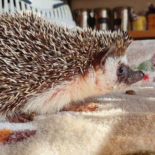Willow, African Pygmy Hedgehog