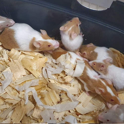 Rescue Fancy mice