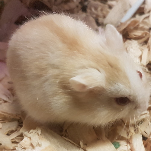 rescue dwarf hamster