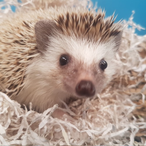 Crumble the African Pymgy Hedgehog