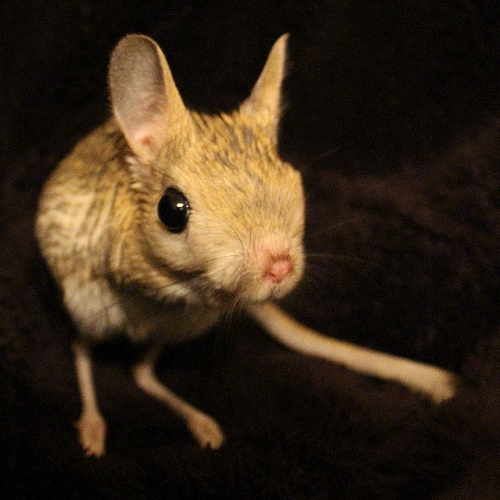 Jerry the Greater Jerboa