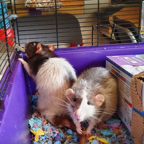 Joey and Theo, Fancy Rats