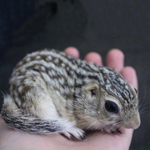 Tia the 13-lined Ground Squirrel