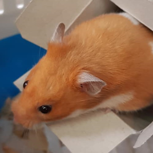 rescue syrian hamster