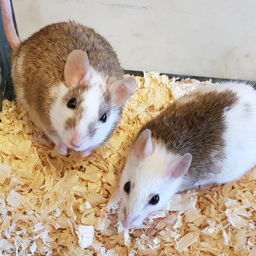 rescue multimammate mice