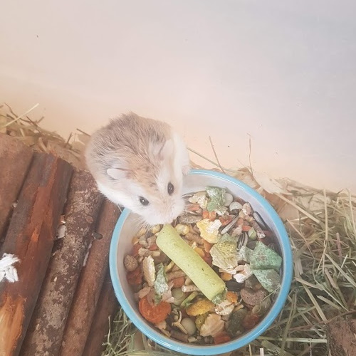 rescue roborovski hamster